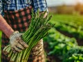 Farmer holding a bunch of asparagus in an agricultural field. Growing and harvesting leafy vegetables in the autumn season Royalty Free Stock Photo