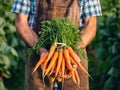 Farmer holding a bunch of carrots in an agricultural field. Growing and harvesting leafy vegetables in the autumn season Royalty Free Stock Photo