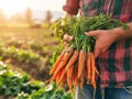 Farmer holding a bunch of carrots in an agricultural field. Growing and harvesting leafy vegetables in the autumn season Royalty Free Stock Photo