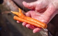 Farmer holding a bunch of carrots. Close up shot Royalty Free Stock Photo