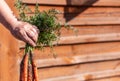 Farmer holding a bunch of carrots. Close up shot Royalty Free Stock Photo