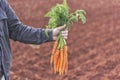Farmer holding a bunch of carrots