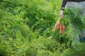 Farmer holding a bunch of carrots