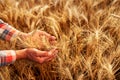 Farmer holding bunch of ripe cultivated wheat ears in hands. Agronomist in flannel shirt examine cereal crop before