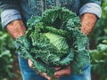 Farmer holding a cabbage in an agricultural field. Growing and harvesting leafy vegetables in the autumn season Royalty Free Stock Photo