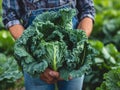 Farmer holding a cabbage in an agricultural field. Growing and harvesting leafy vegetables in the autumn season Royalty Free Stock Photo