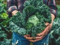 Farmer holding a cabbage in an agricultural field. Growing and harvesting leafy vegetables in the autumn season Royalty Free Stock Photo