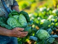 Farmer holding a cabbage in an agricultural field. Growing and harvesting leafy vegetables in the autumn season Royalty Free Stock Photo