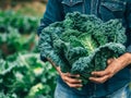 Farmer holding a cabbage in an agricultural field. Growing and harvesting leafy vegetables in the autumn season Royalty Free Stock Photo