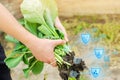 Farmer is holding cabbage seedlings ready for planting in the field. farming, agriculture, vegetables, agroindustry. Innovations. Royalty Free Stock Photo