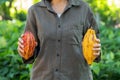 Farmer holding cacao pods Royalty Free Stock Photo