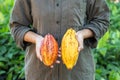 Farmer holding cacao pods Royalty Free Stock Photo