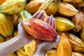 Farmer holding cacao pods Royalty Free Stock Photo