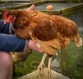 Farmer holding chicken Royalty Free Stock Photo