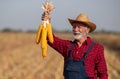 Farmer holding corn cobs in field during harvest Royalty Free Stock Photo