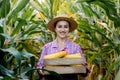 Farmer holding corn cobs in hand in corn field Royalty Free Stock Photo