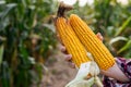 Farmer holding corn cobs in hand Royalty Free Stock Photo