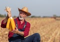 Farmer holding corn cobs during harvest Royalty Free Stock Photo