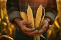 Farmer holding corn cobs in his hands, close-up, Close up of a man holding yellow corn in a cornfield, AI Generated Royalty Free Stock Photo