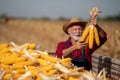 Farmer holding corn cobs in trailer Royalty Free Stock Photo