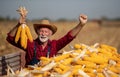 Farmer holding corn cobs in trailer Royalty Free Stock Photo