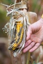 Farmer holding corn with disease Royalty Free Stock Photo