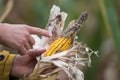 Farmer holding corn with disease Royalty Free Stock Photo