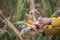 Farmer holding corn with disease Royalty Free Stock Photo