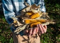 Farmer holding corn ear on the cob outdoors Royalty Free Stock Photo