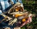 Farmer holding corn ear on the cob outdoors Royalty Free Stock Photo