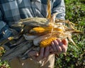 Farmer holding corn ear on the cob outdoors Royalty Free Stock Photo