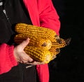 Farmer holding corn ear on the cob outdoors Royalty Free Stock Photo