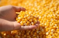 Farmer holding corn grains in his hands