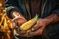 Farmer holding corn in his hands, close-up of hands, Close up of a man holding yellow corn in a cornfield, AI Generated Royalty Free Stock Photo