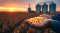 Farmer holding corn kernels at sunset in front of grain silos Royalty Free Stock Photo