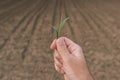 Farmer holding corn seedling in hand, closeup Royalty Free Stock Photo