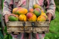 farmer holding crate of freshly picked mangos