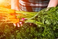 Farmer holding a crop of carrots and onions