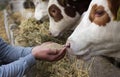 Farmer giving granules to cows