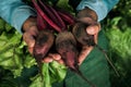 Farmer holding fresh beet. Vegetables harvest. Organic fresh harvested vegetables