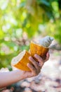 Farmer holding a fresh cacao pods Royalty Free Stock Photo