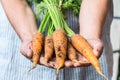 Farmer holding fresh carrots. Vegetables harvest. Royalty Free Stock Photo
