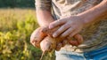 Farmer holding fresh crop of sweet potato in hands and inspecting it, close-up