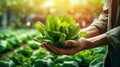 Farmer holding fresh green lettuce seedlings in the organic vegetable garden Generative AI