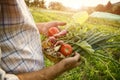 Farmer holding fresh picked vegetables