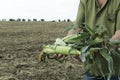 Farmer holding fresh ripe corn against field.Empty space.Natiral light