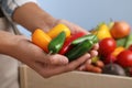 Farmer holding fresh ripe peppers, closeup. Harvesting time Royalty Free Stock Photo