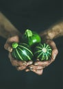 Farmer holding fresh seasonal green round zucchinis in hands Royalty Free Stock Photo