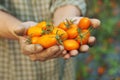 farmer holding fresh tomato