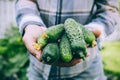 Farmer holding freshly harvest cucumbers in hands on farm Royalty Free Stock Photo